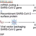 sars corona